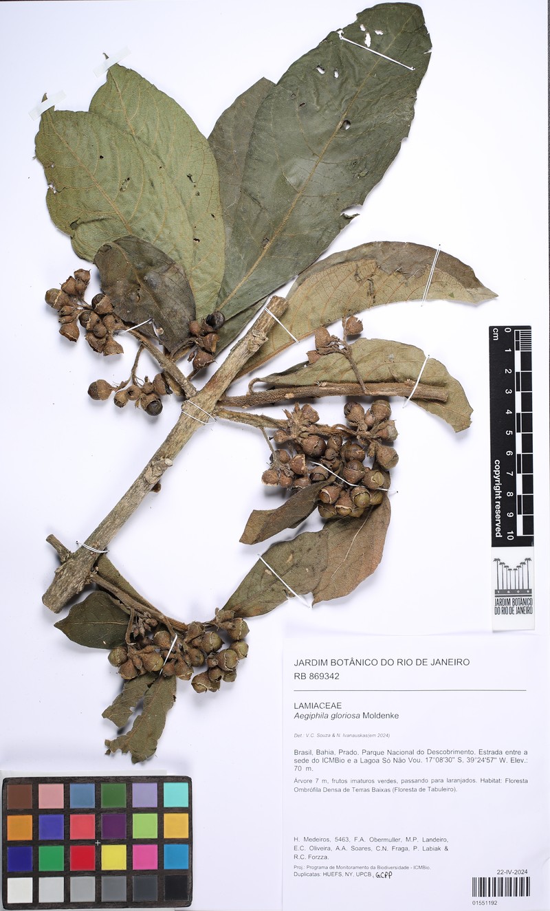 Aegiphila gloriosa
