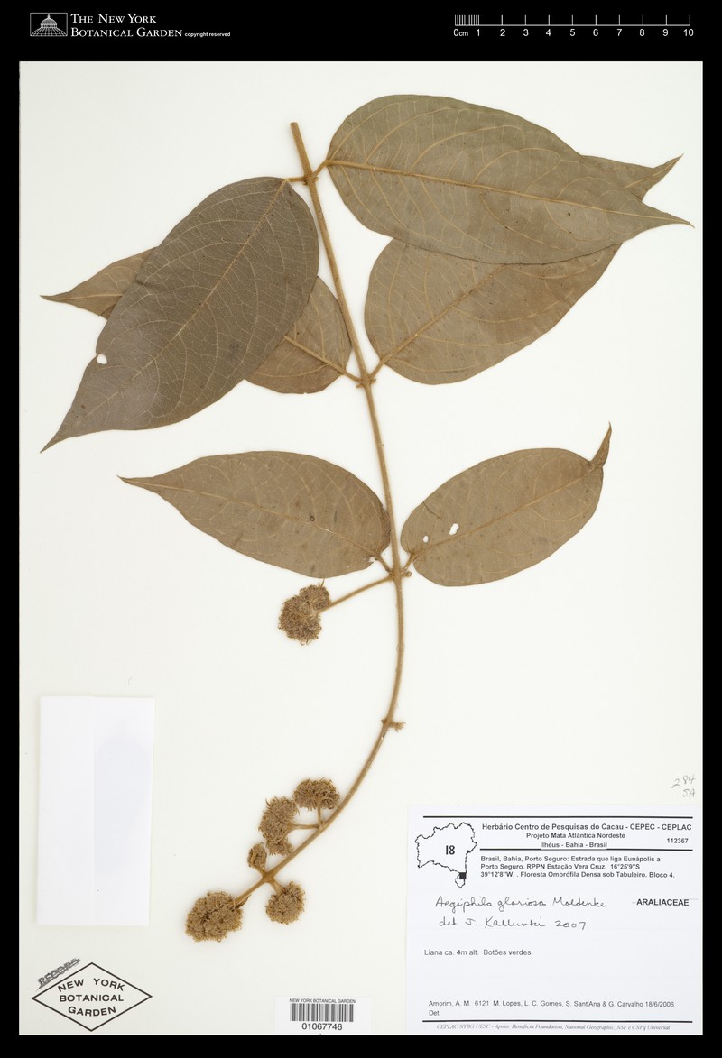 Aegiphila gloriosa photo 2