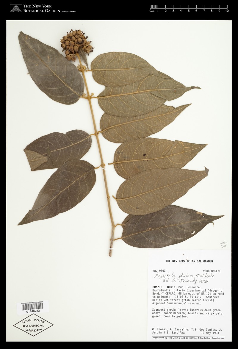 Aegiphila gloriosa photo 3