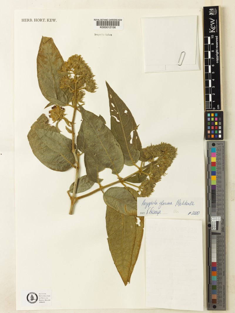 Aegiphila gloriosa photo 4