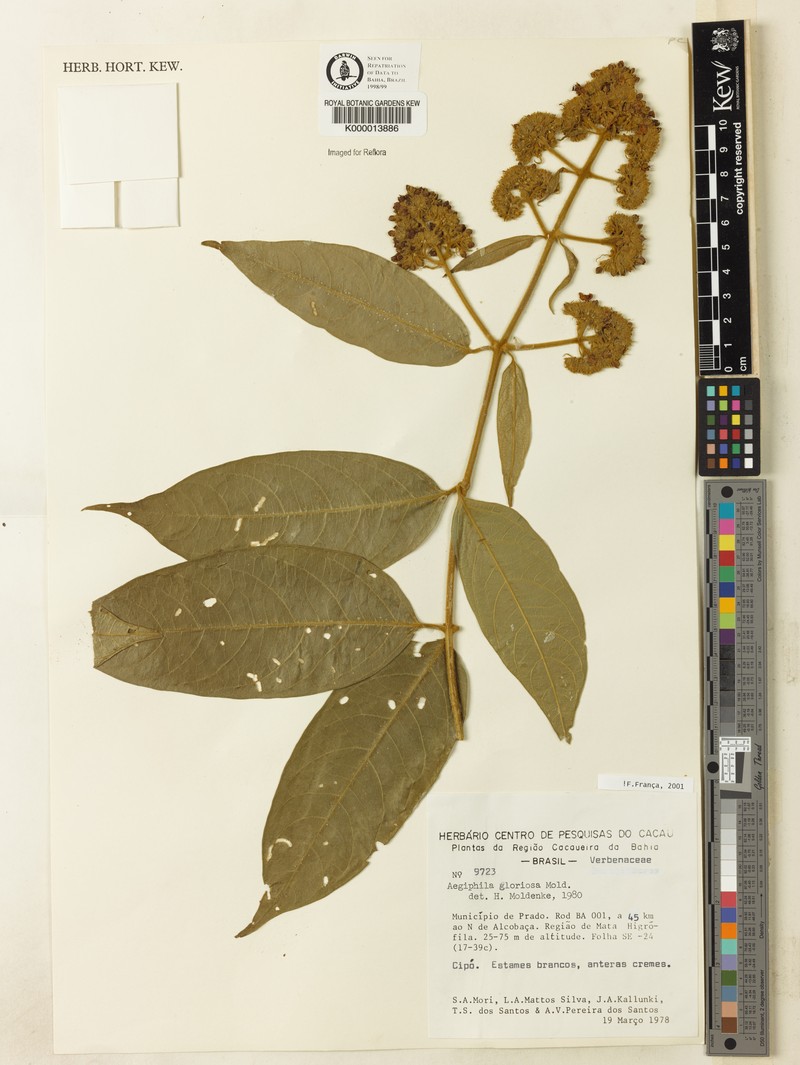 Aegiphila gloriosa photo 5
