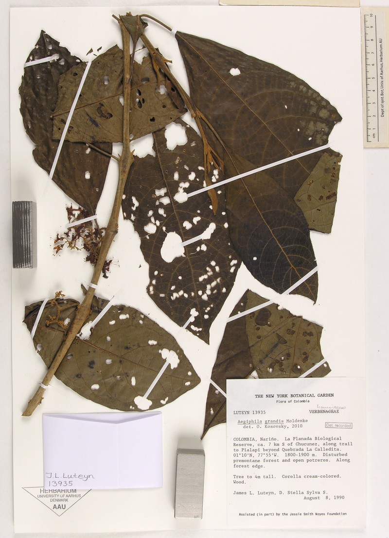 Aegiphila grandis