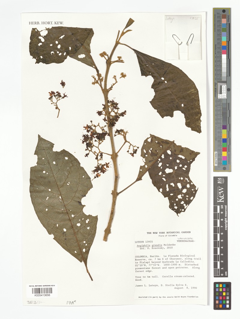 Aegiphila grandis photo 2
