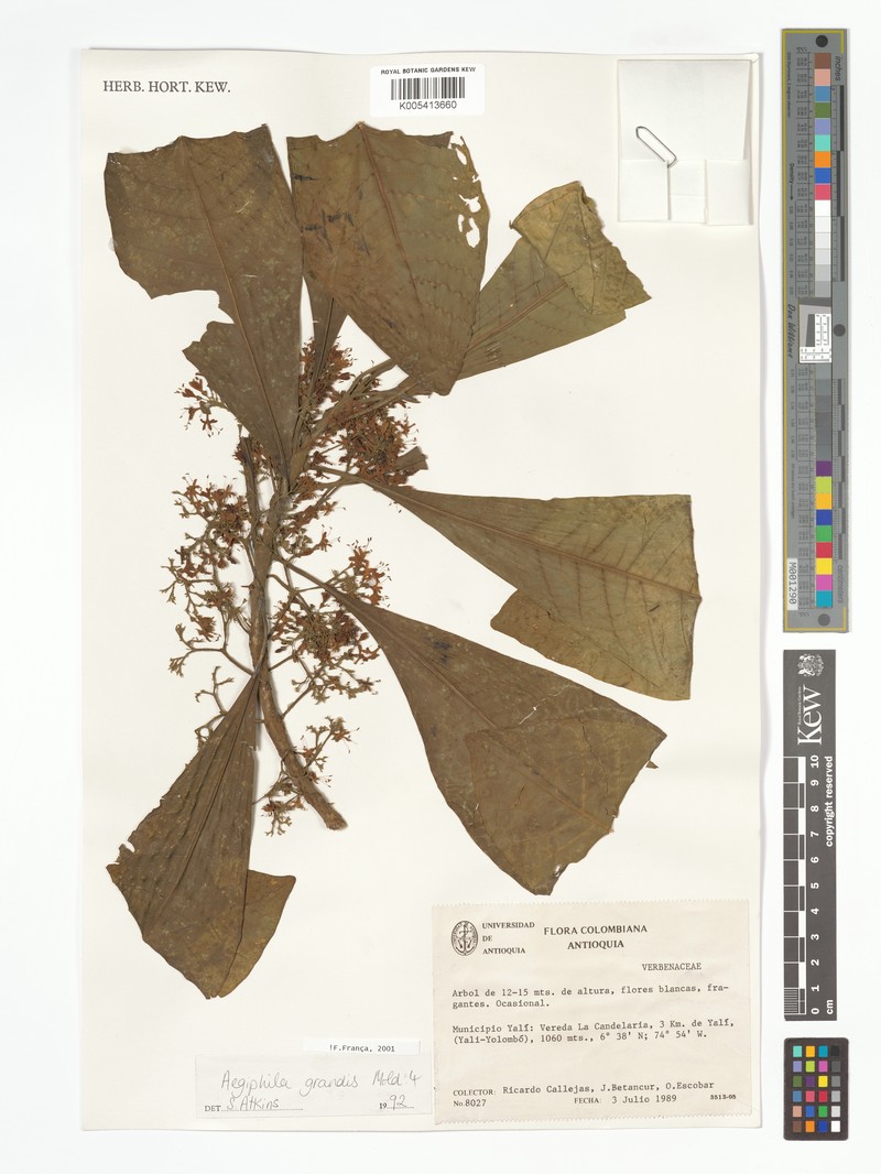 Aegiphila grandis photo 3