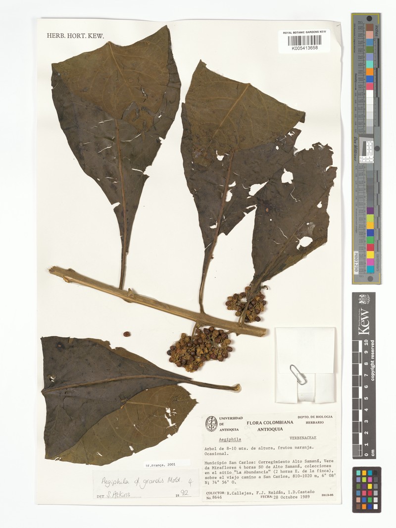 Aegiphila grandis photo 4