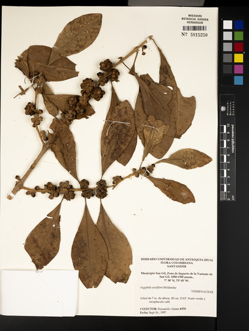 Aegiphila grandis photo 5