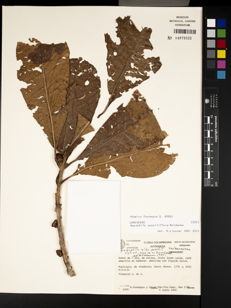 Aegiphila grandis photo 6