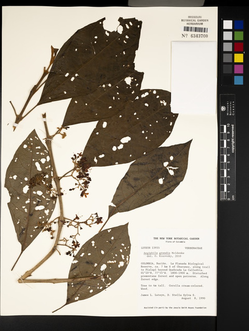 Aegiphila grandis photo 7