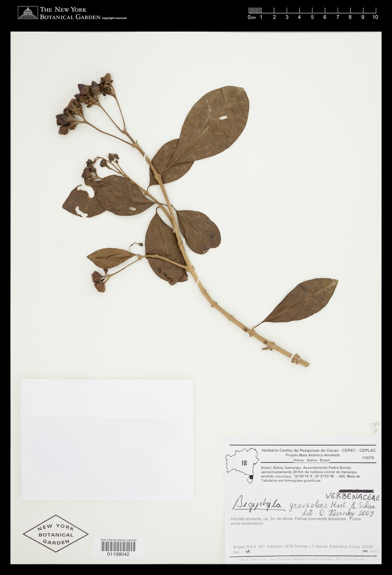 Aegiphila graveolens