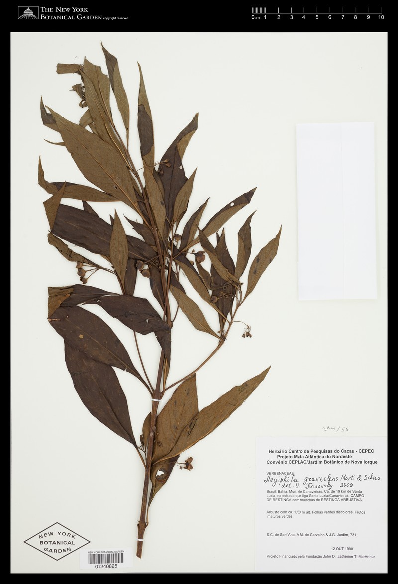 Aegiphila graveolens photo 2