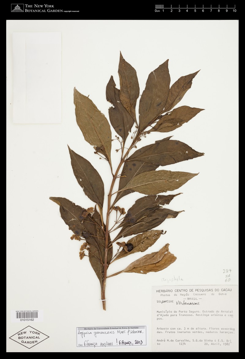 Aegiphila graveolens photo 3