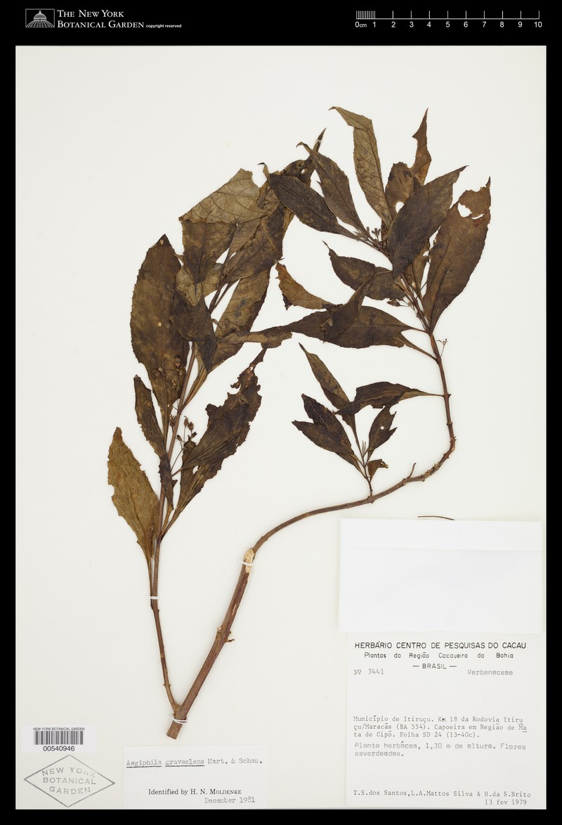 Aegiphila graveolens photo 4