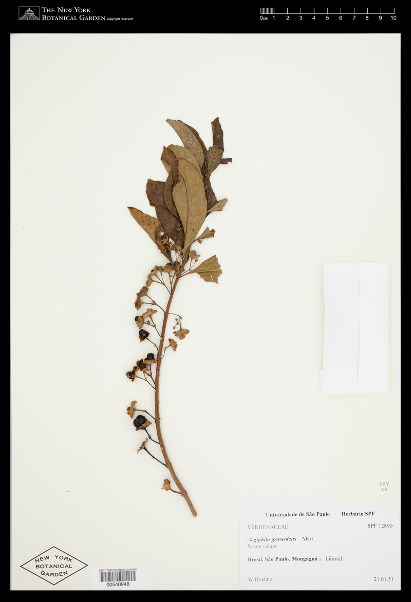 Aegiphila graveolens photo 5