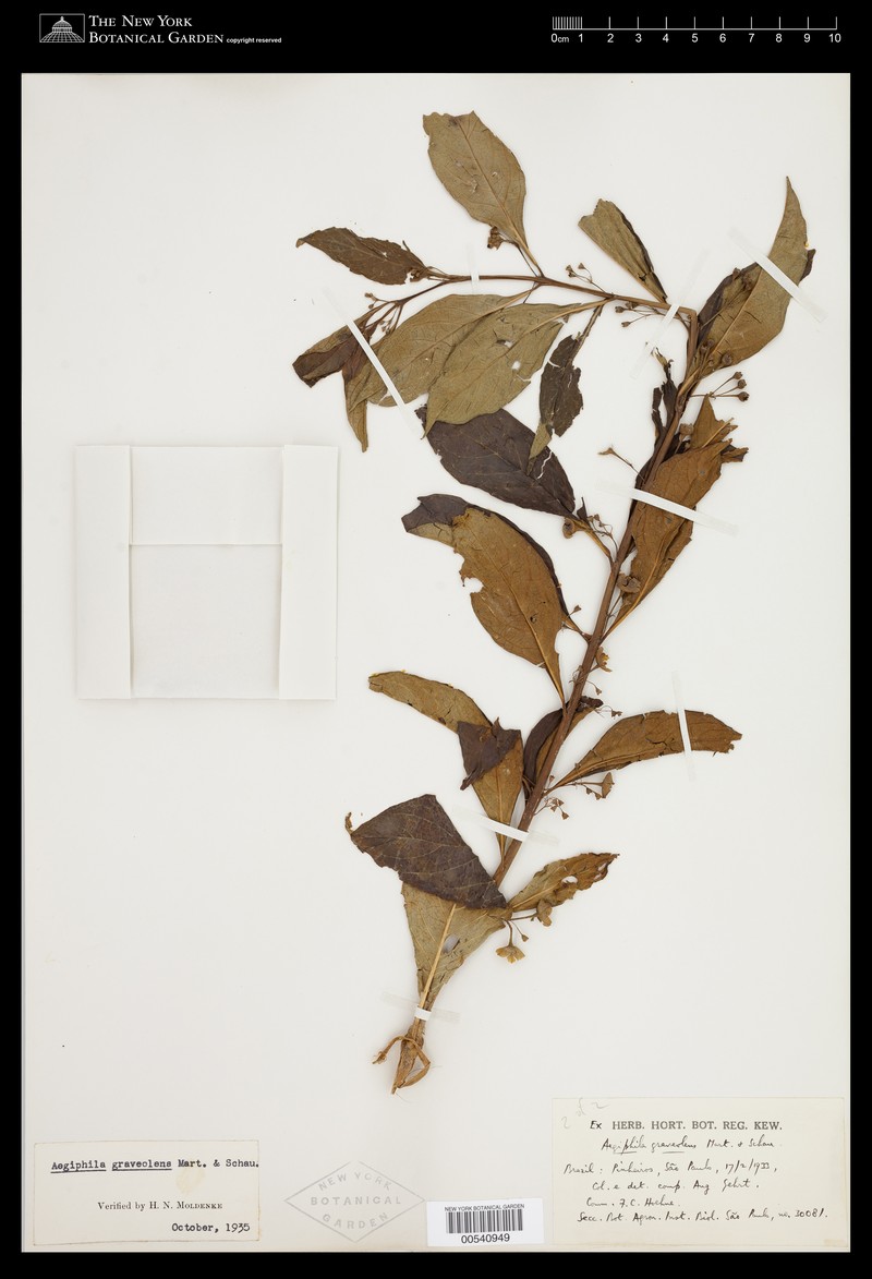 Aegiphila graveolens photo 6