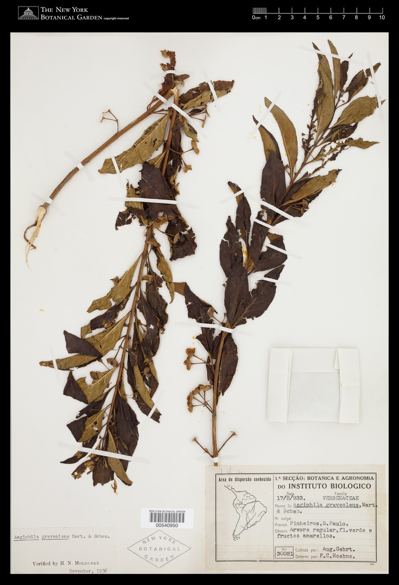 Aegiphila graveolens photo 7