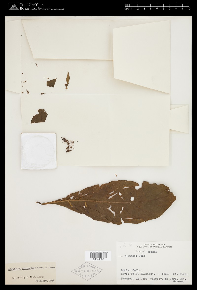 Aegiphila graveolens photo 8