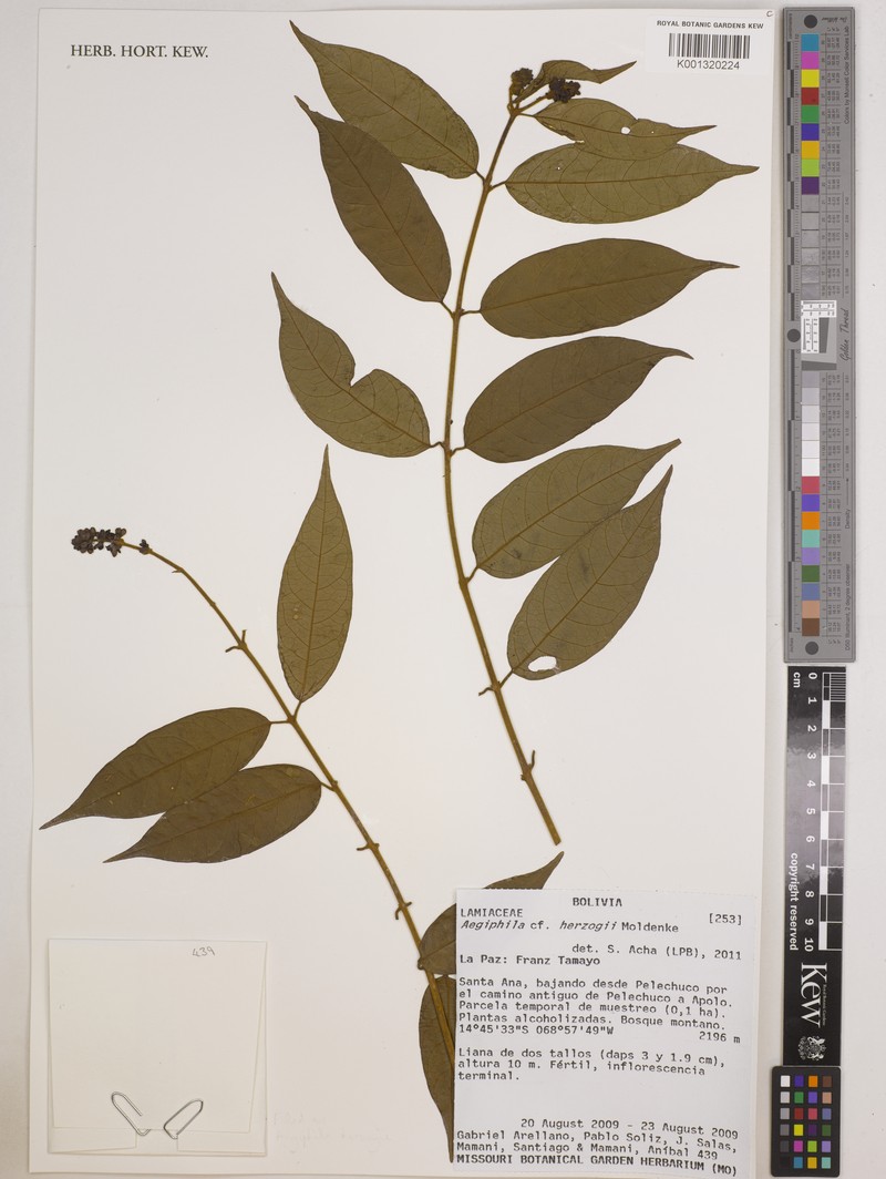 Aegiphila herzogii