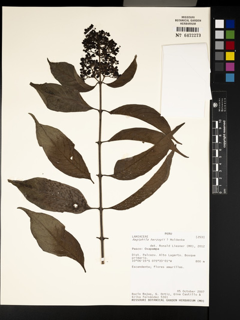 Aegiphila herzogii photo 2