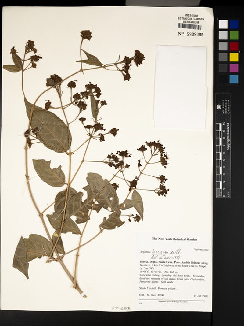 Aegiphila herzogii photo 3