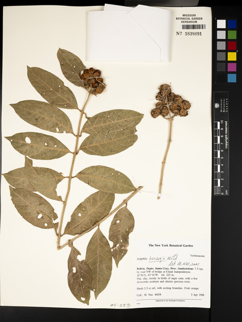 Aegiphila herzogii photo 4