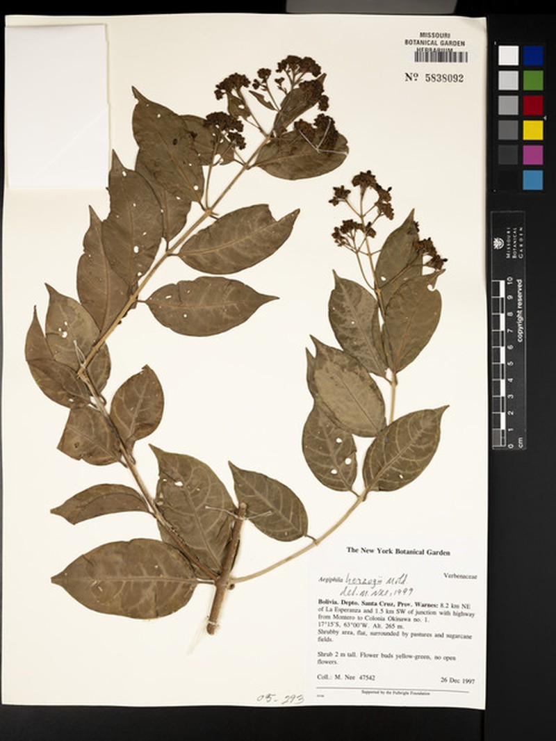 Aegiphila herzogii photo 5