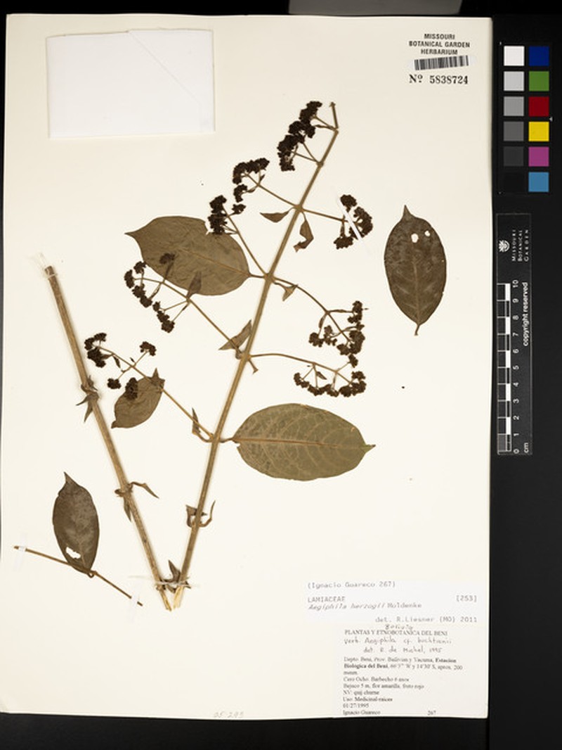 Aegiphila herzogii photo 6
