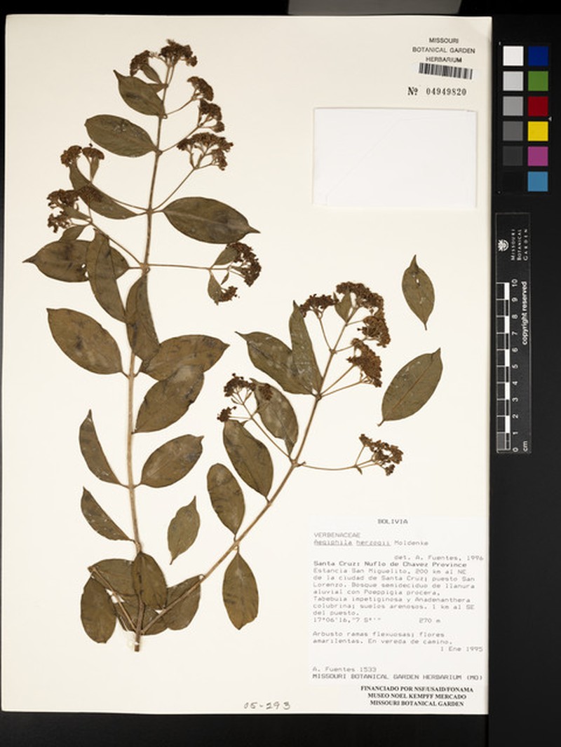 Aegiphila herzogii photo 7