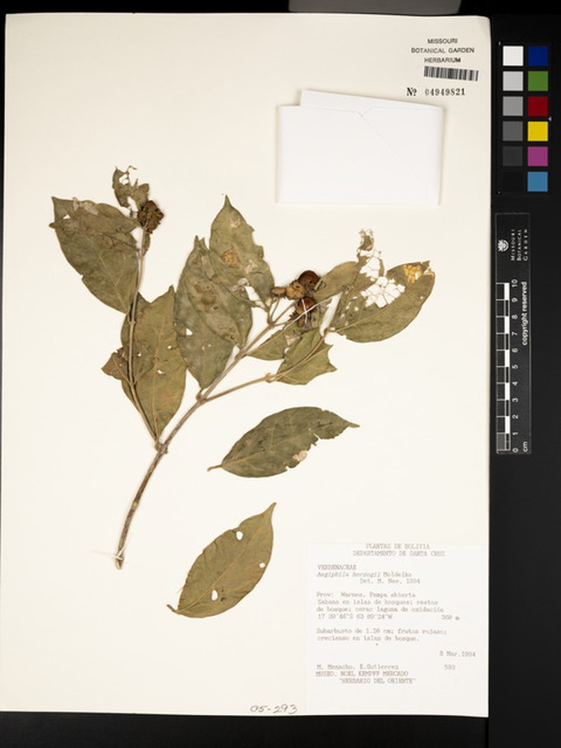 Aegiphila herzogii photo 8