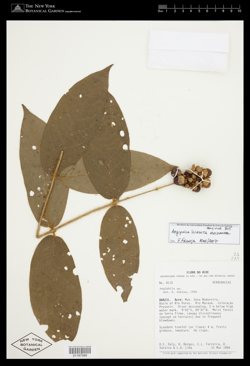 Aegiphila hirsuta