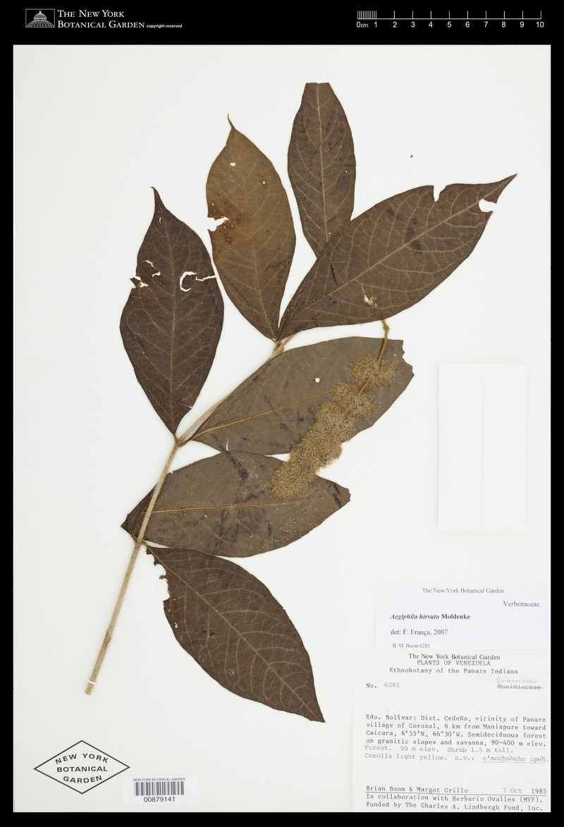 Aegiphila hirsuta photo 2