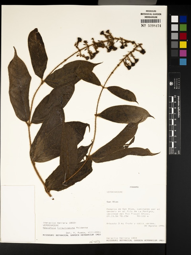 Aegiphila hirsutissima
