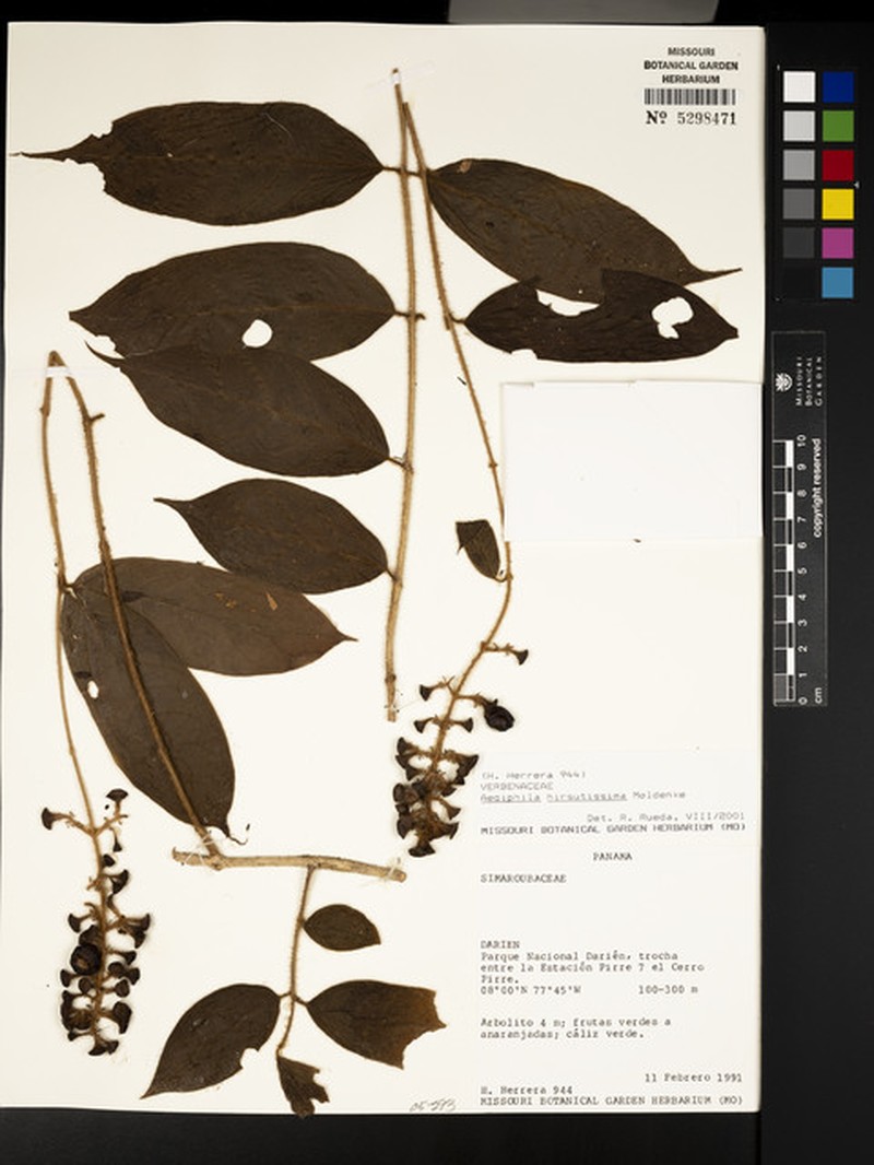 Aegiphila hirsutissima photo 2
