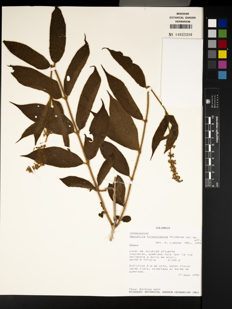 Aegiphila hirsutissima photo 3