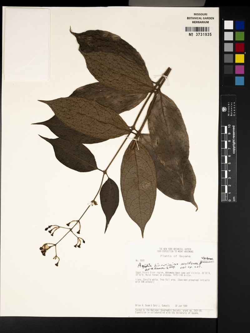 Aegiphila hirsutissima photo 4