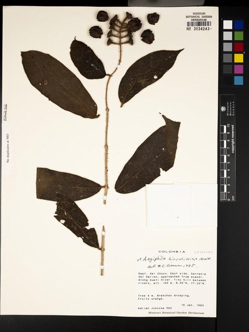 Aegiphila hirsutissima photo 5