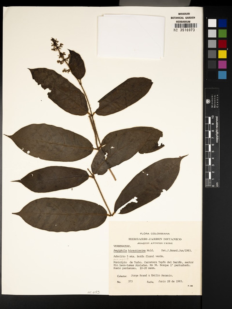 Aegiphila hirsutissima photo 6