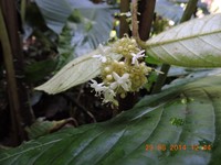Aegiphila hoehnei