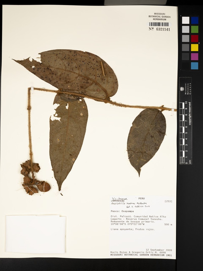 Aegiphila hoehnei photo 2