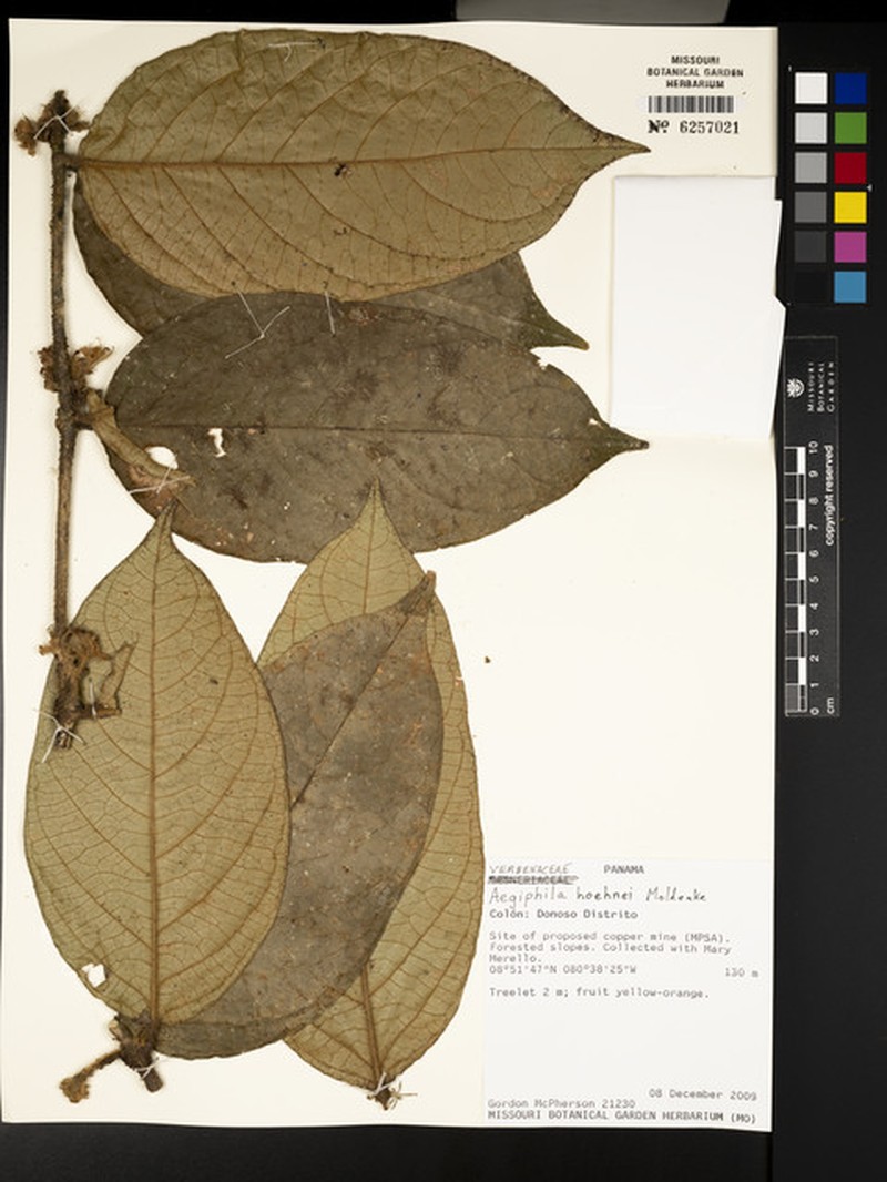 Aegiphila hoehnei photo 3