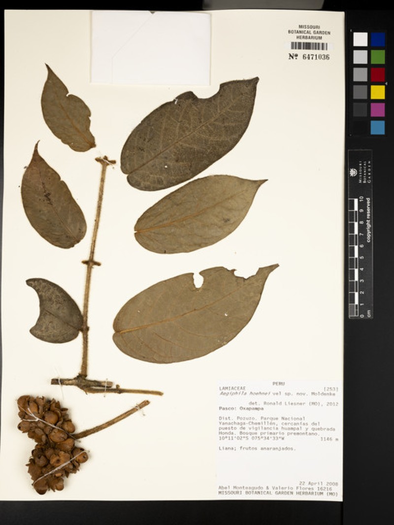 Aegiphila hoehnei photo 4