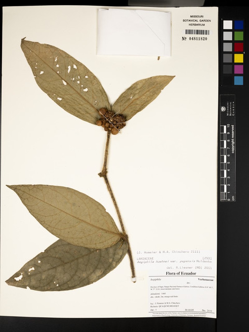 Aegiphila hoehnei photo 5