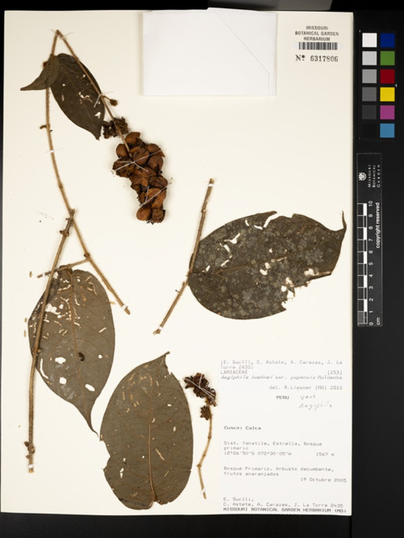 Aegiphila hoehnei photo 6