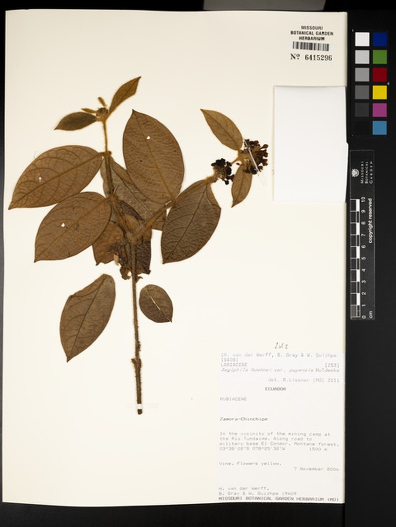 Aegiphila hoehnei photo 7