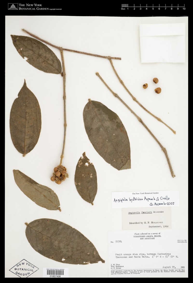 Aegiphila hystricina