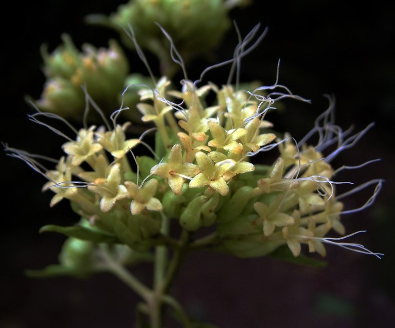 Aegiphila insignis