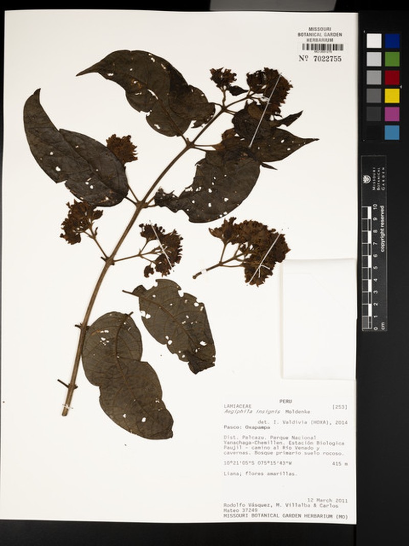 Aegiphila insignis photo 2
