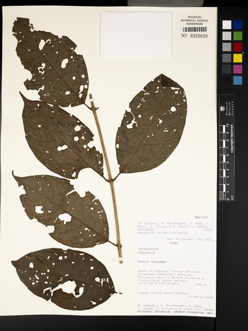 Aegiphila insignis photo 3