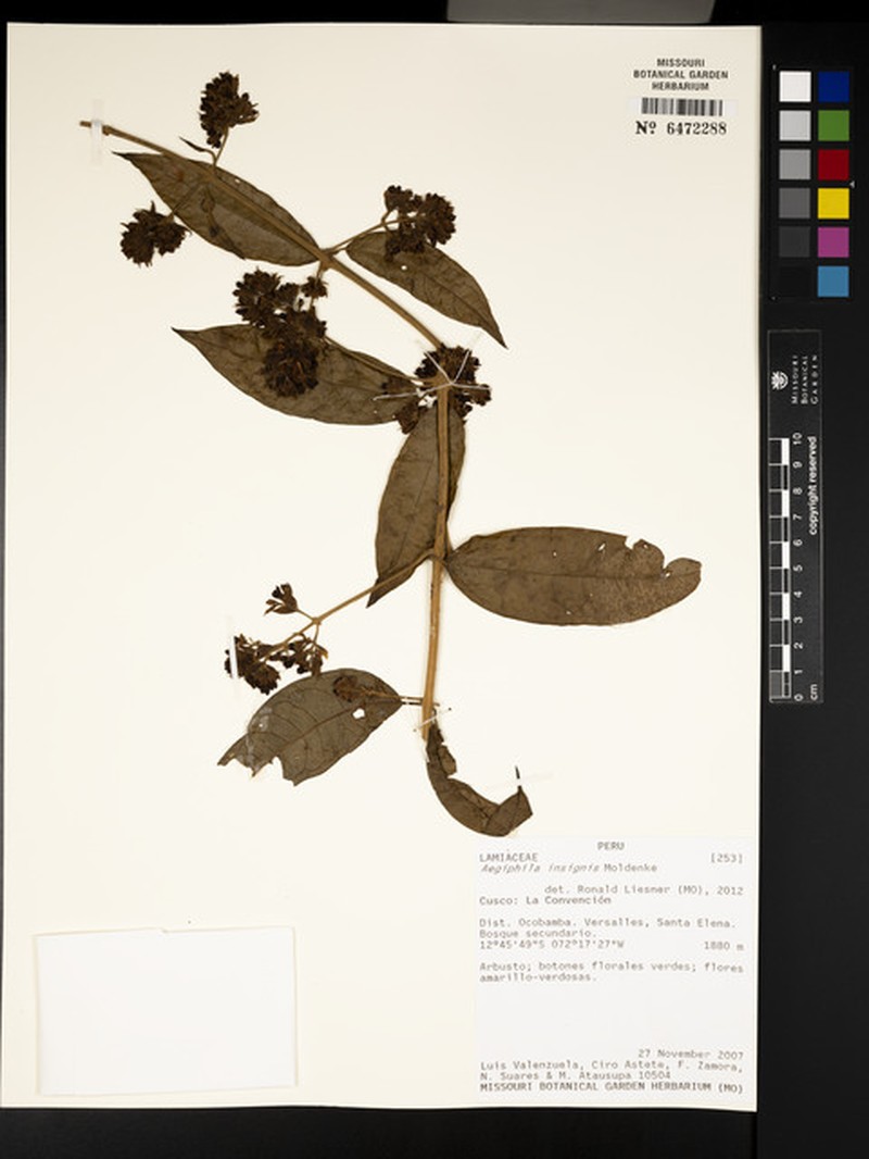 Aegiphila insignis photo 4