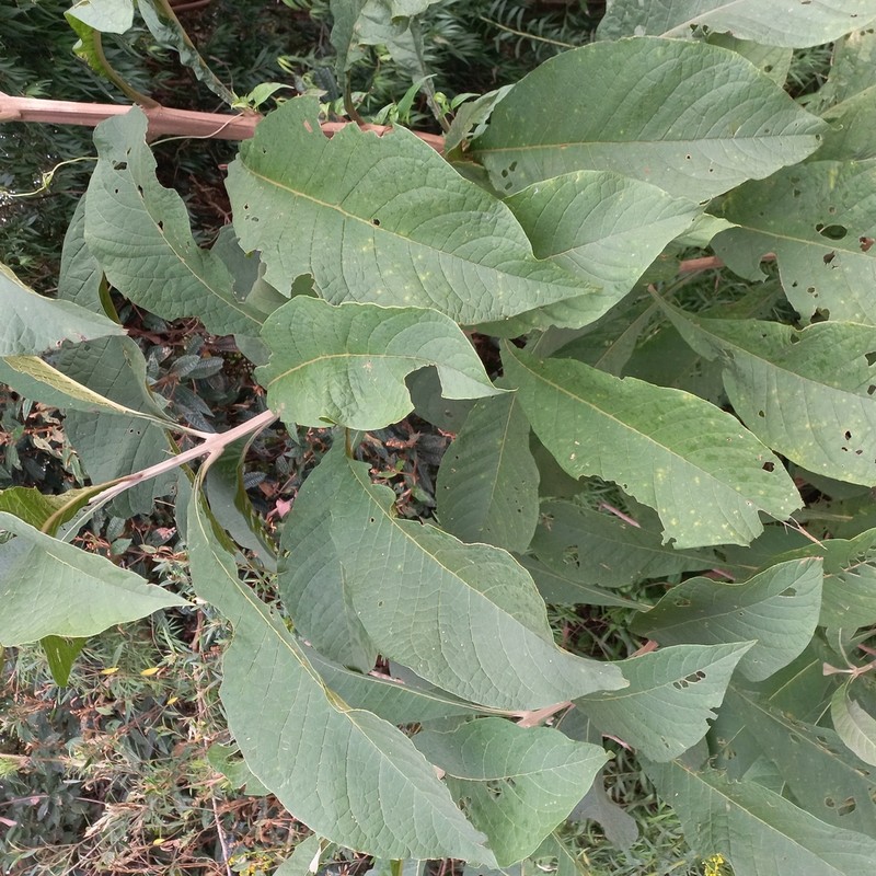 Entireleaf Spiritweed photo 6