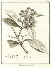 Entireleaf Spiritweed